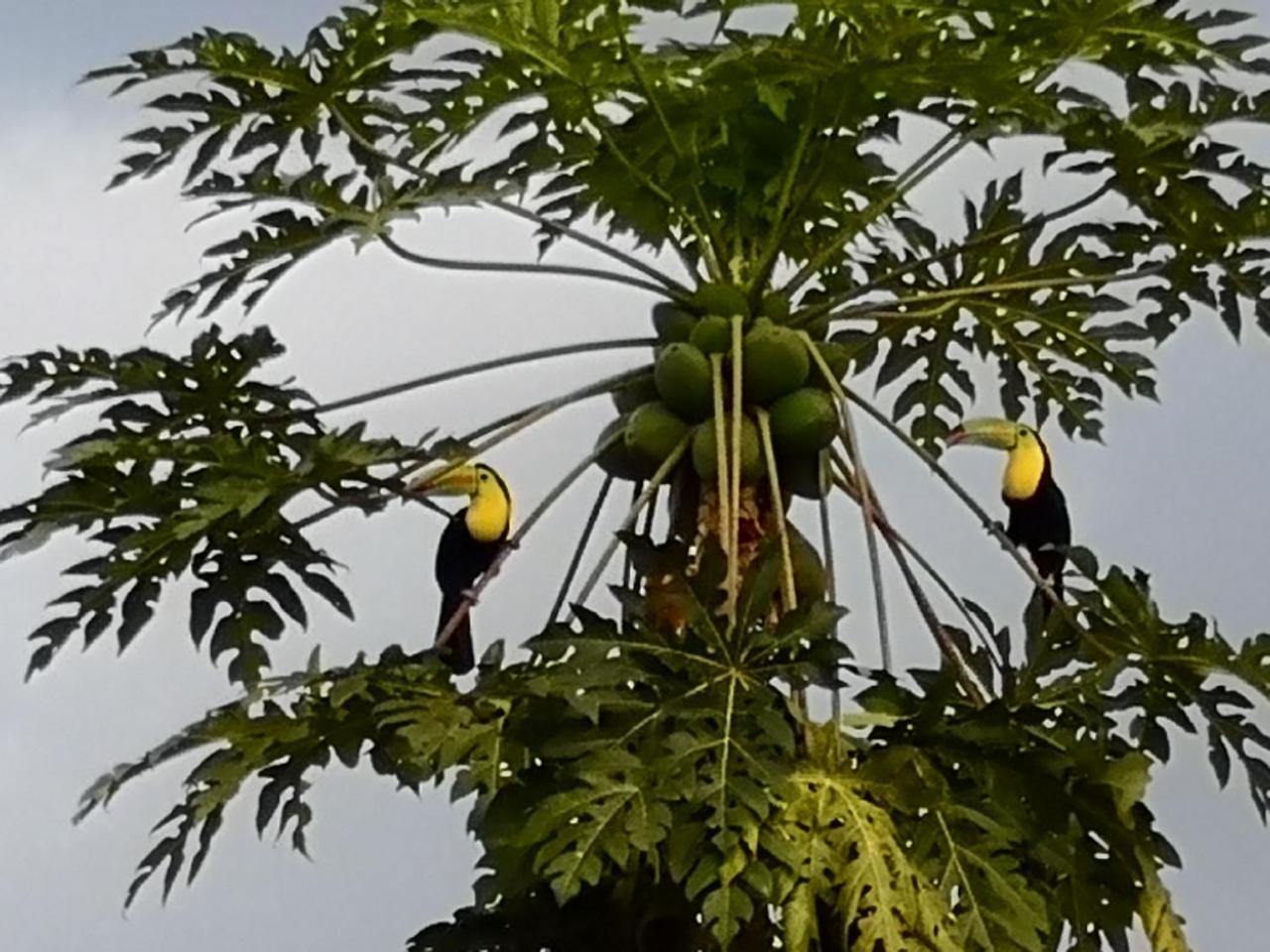 Tio Felix Eco Lodge La Fortuna Zewnętrze zdjęcie